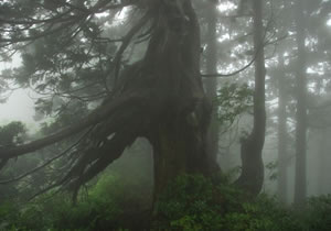大佐渡の杉巨木の画像