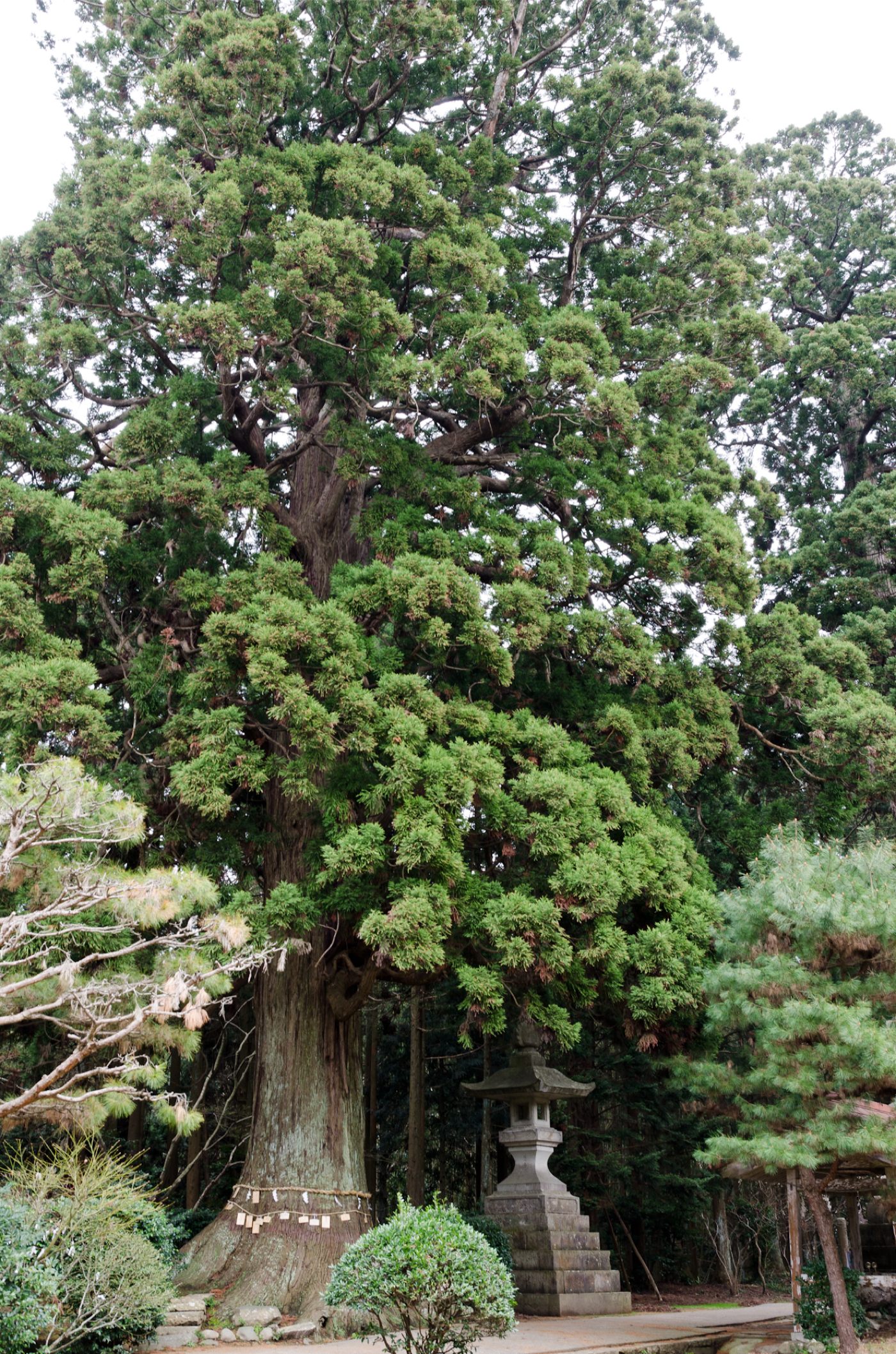 牛尾神社の安産杉の画像