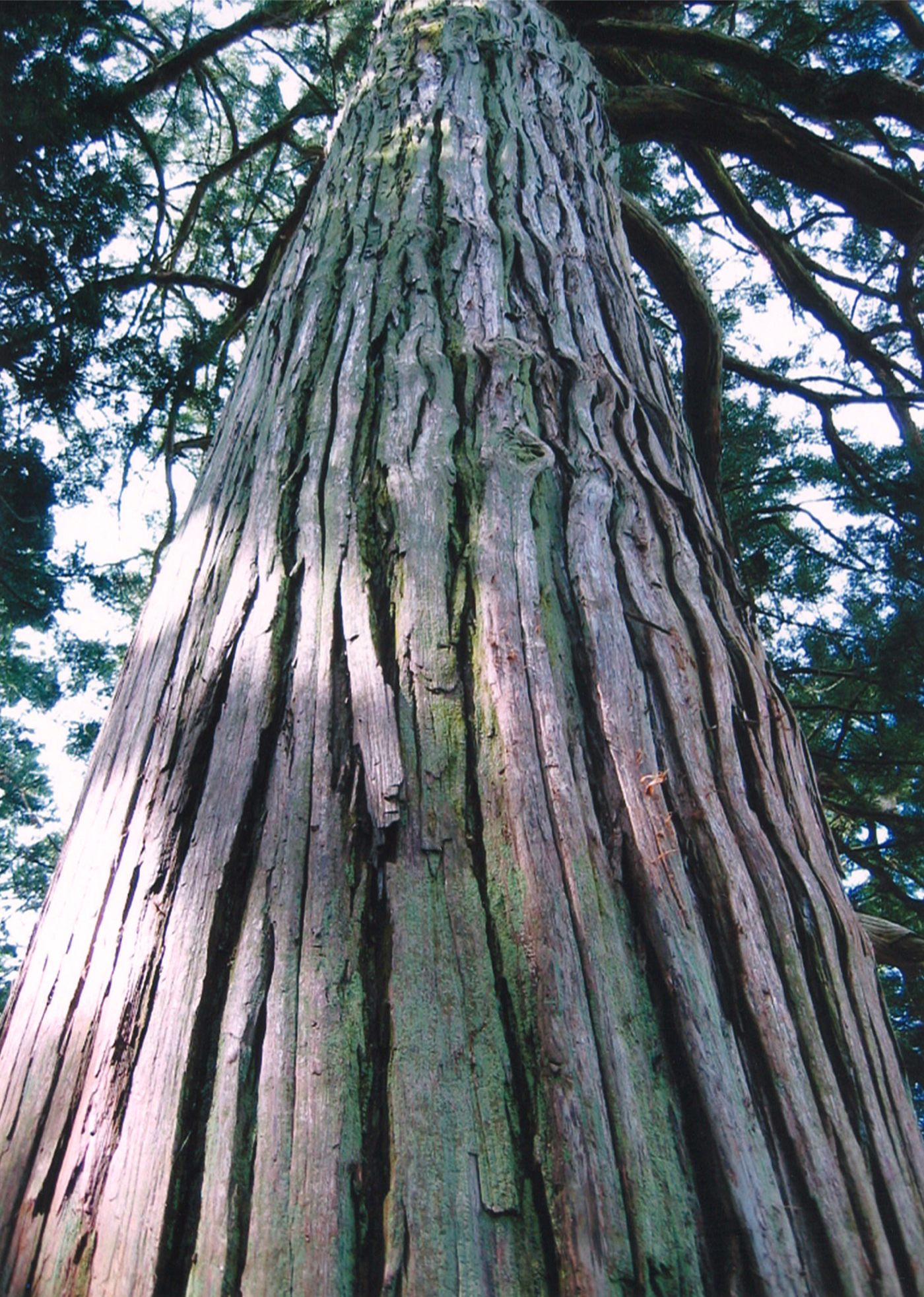 五所神社の大杉の画像