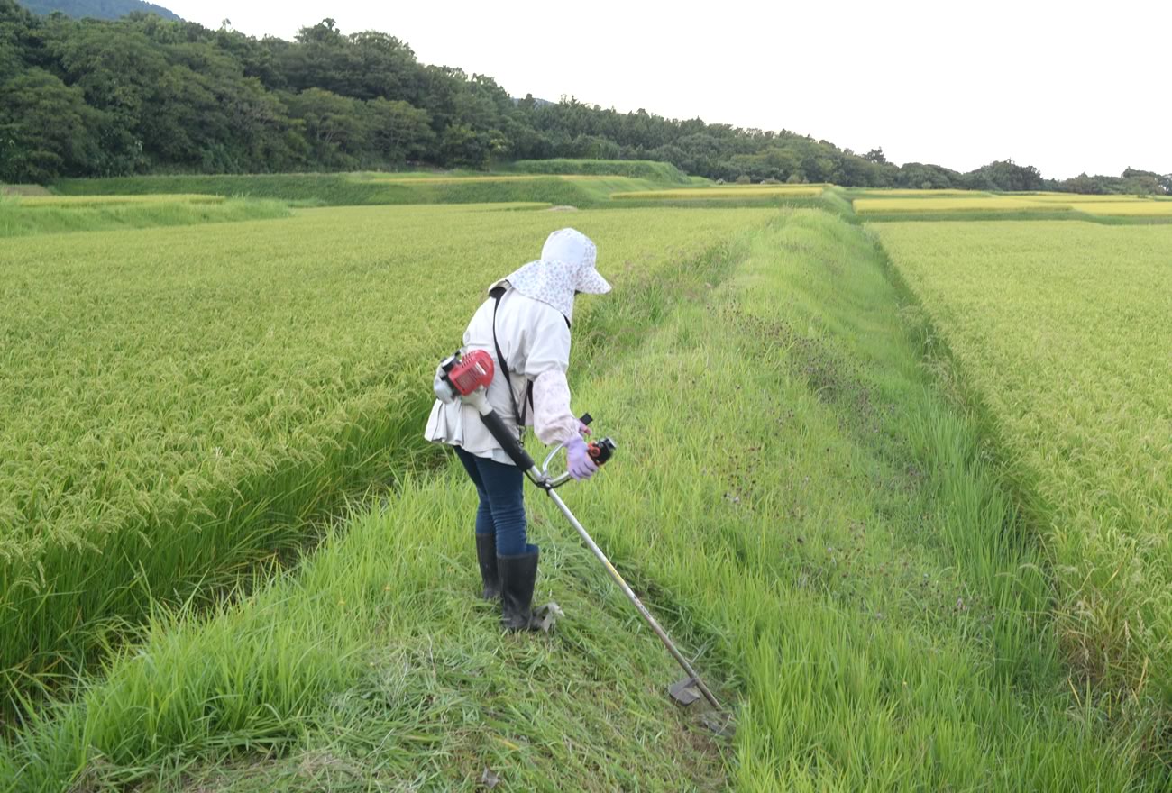 夏の佐渡島の画像4