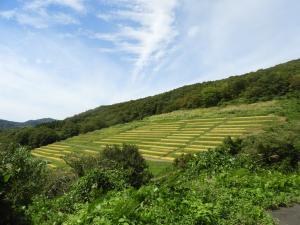 千枚田の画像