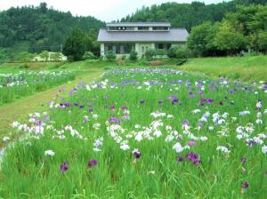 佐渡植物園　菖蒲園の写真