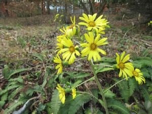 ツワブキの花