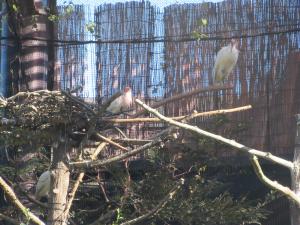 トキの幼鳥3羽