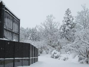 雪が積もったトキふれあいプラザ