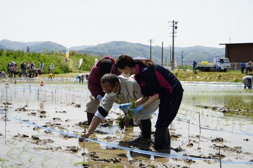 20210515_田んぼアート田植え２