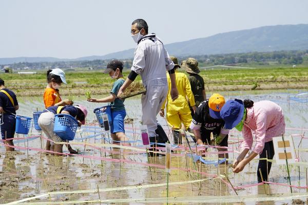 2021田んぼアート田植えイベント　子ども達の田植えの様子