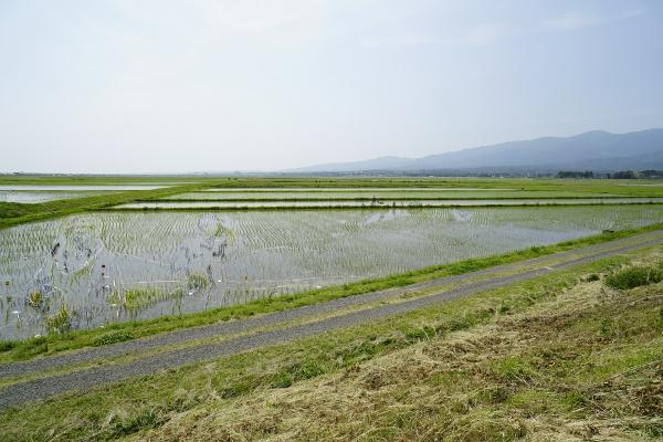 令和3年田んぼアート経過（6月7日写真）