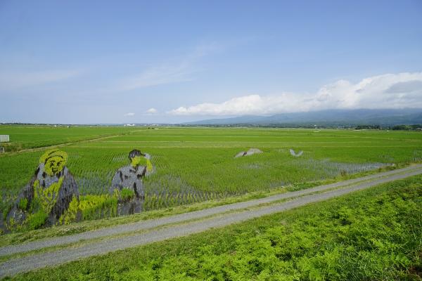 R3田んぼアート経過写真（6月25日）