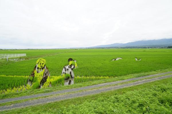 R3年度田んぼアート経過写真（7月9日）