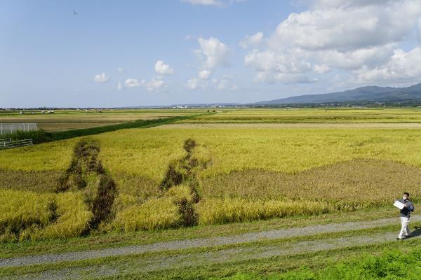 田んぼアート　10月2日稲刈り前の写真