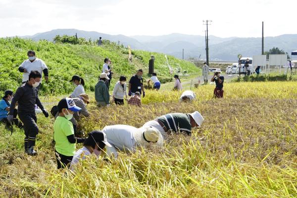 R3田んぼアート稲刈りイベント　稲刈りの写真