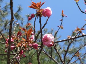 八重桜