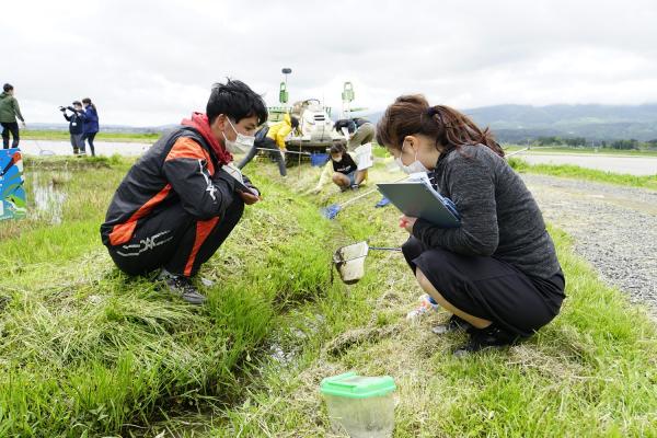 R4田んぼアート田植えイベント 生きもの調査の様子