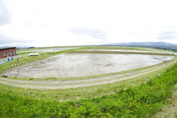 R4田んぼアート田植えイベント 田植え後全景