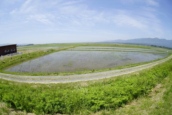 5月30日（田植え後16日目）の写真