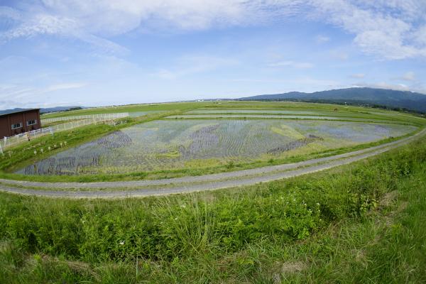 6月5日（田植え後22日目）の写真