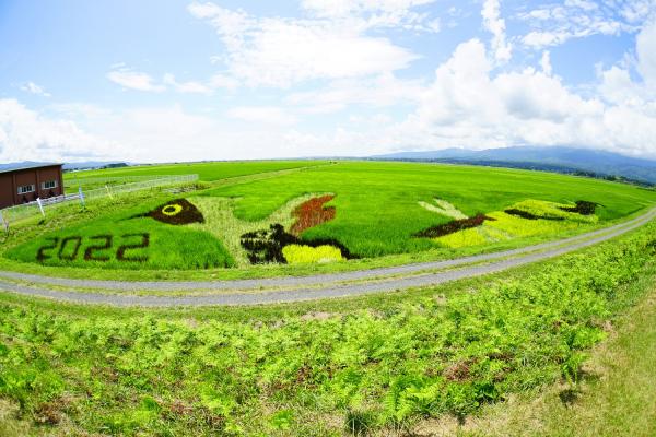 田んぼアートの様子の写真　7月17日