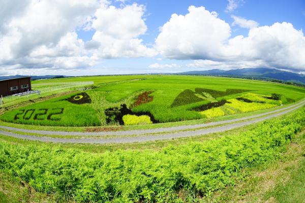 田んぼアート成長の様子写真　8月5日