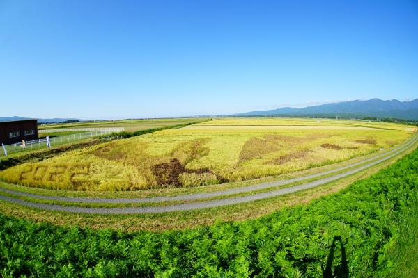 田んぼアート経過写真 9月30日