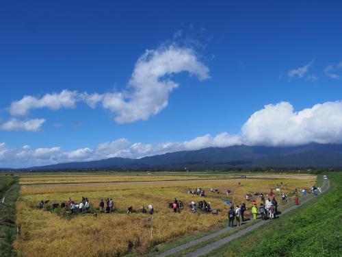 R4田んぼアート稲刈りイベント 稲刈り1