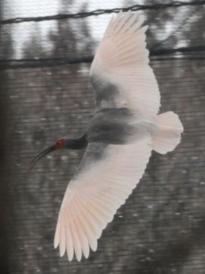雪が舞う中を羽ばたくトキ