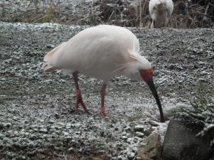 白くなった地面でエサを探すトキ