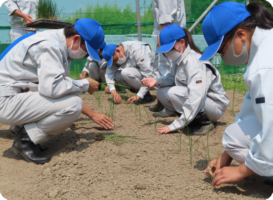 2021年6月生徒がネリカ※を植えている様子