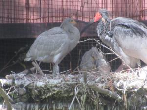 親鳥とヒナ