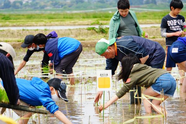 R5田んぼアート田植えイベント 田植えの様子1