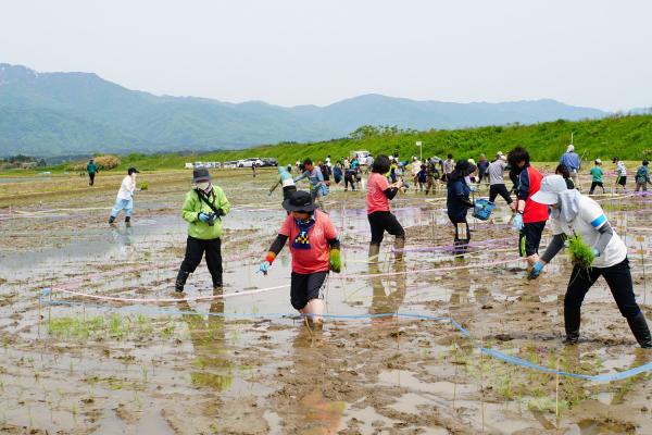 R5田んぼアート田植えイベント 田植えの様子2