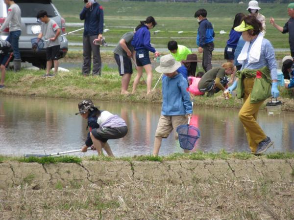 R5田んぼアート田植えイベント 生きもの調査の様子