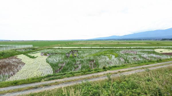 田んぼアート経過写真 6月14日