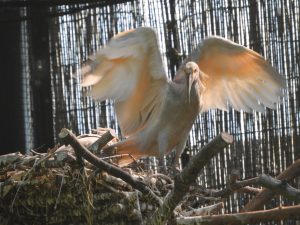 巣立ちから・・・地上への画像7