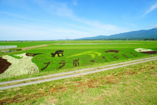 R5田んぼアート経過写真 6月26日