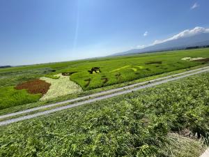 田んぼアート