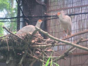 幼鳥トキの様子