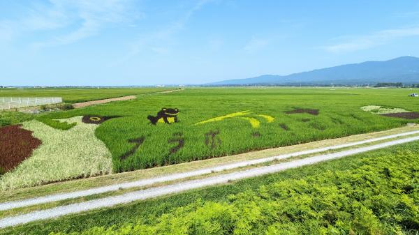 R5田んぼアート経過写真 7月24日