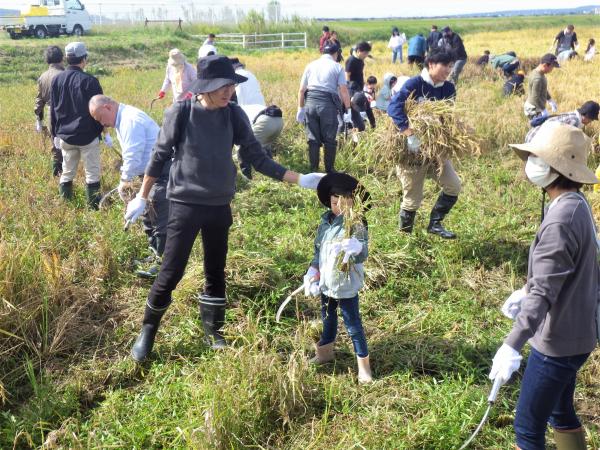 R5田んぼアート 稲刈り最中写真