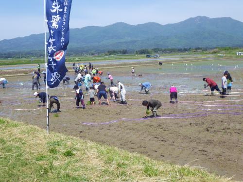 R6田んぼアート田植えイベントのようす