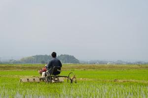 お米の無農薬無化学肥料栽培の様子