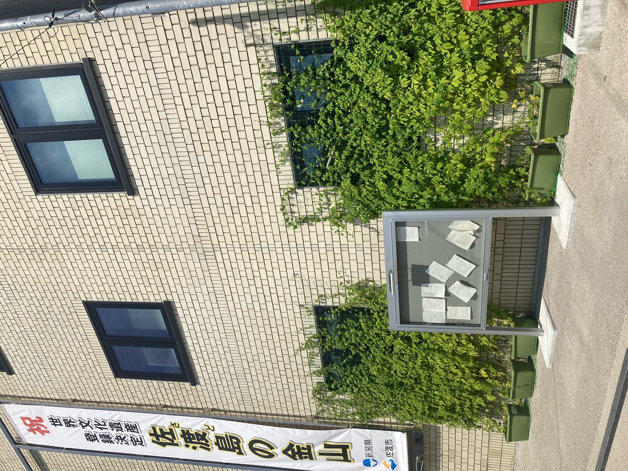ゴーヤと金山