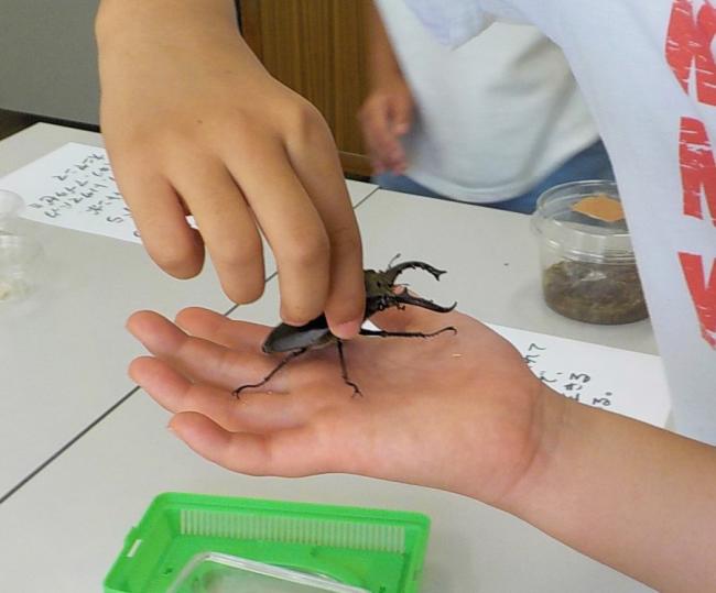 昆虫観察会の様子