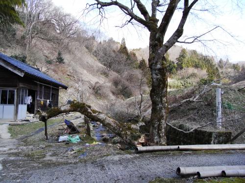 大崎のイロハカエデ（1本倒木）