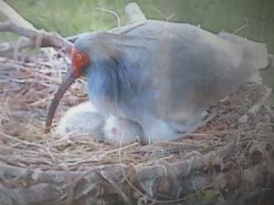 トキヒナお尻合わせ