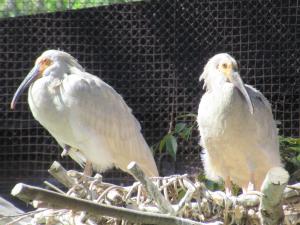 2羽のヒナ