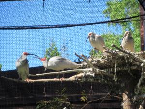 巣内のヒナと止まり木の親鳥