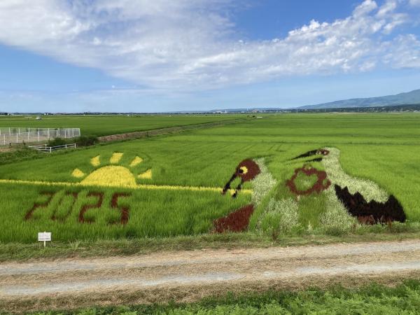 田んぼアートの写真