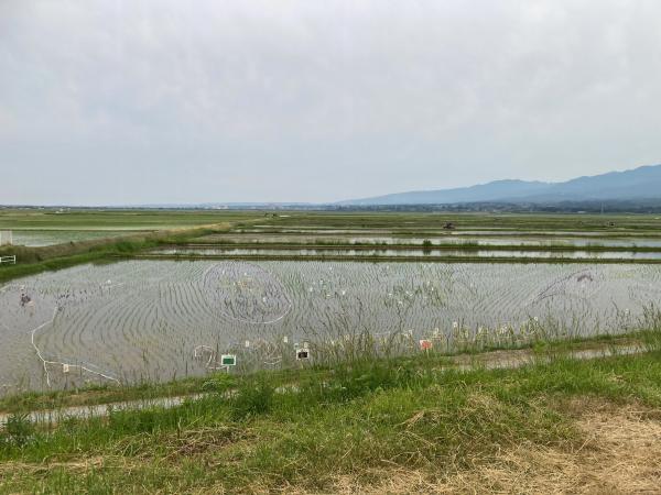 5月20日時点の田んぼアートの様子