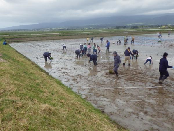 5月9日田植えの様子
